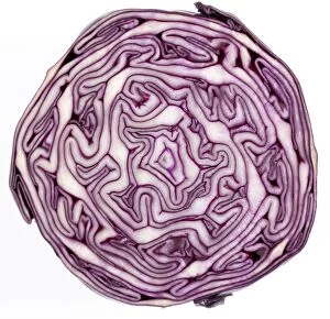 Cabbage - cross-section