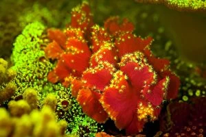 Bioluminescence Gallery: Cabbage Leather Coral showing fluorescent colors
