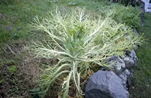 Azores Prints: Cabbage Plant - stripped by Cabbage White caterpillars