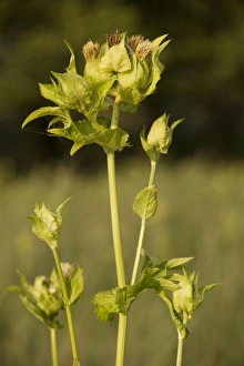 Images Dated 22nd July 2006: Cabbage thistle (Cirsium oleraceum). Throughout Europe except UK