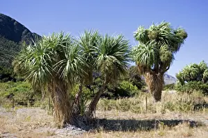 South Island Prints: Cabbage trees in flower by Lake Hawea. Wanaka - South Island - New Zealand