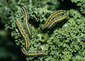 Five Prints: Cabbage White Butterfly - caterpillars - devouring kale