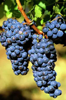 Fruits Prints: Cabernet grapes Cullen Winery, Margaret River, Western Australia JLR08091