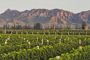 Cabernet Sauvignon vines in 200-hectar Huailai