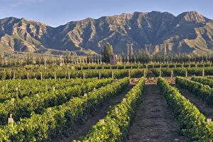 Cabernet Sauvignon vines in Huailai Rongchen