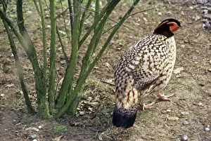 Cabot's Tragopan - Also known as: Yellow-bellied tragopan and Chinese tragopan. South East China