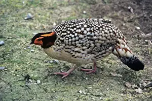 Cabot's Tragopan - Also known as: Yellow-bellied tragopan and Chinese tragopan. South East China
