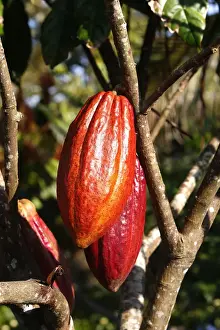 Pods Prints: Cacao pod - Bali - Indonesia