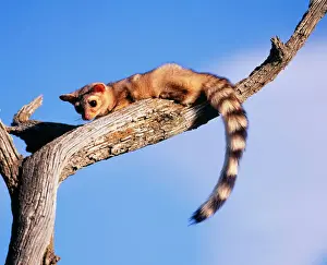 Cacomistle / Ringtail Cat North America