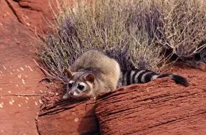 Cacomistle / Ringtail North America