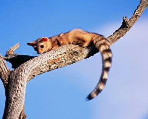 Cacomistle / Ringtailed Cat / Ringtail