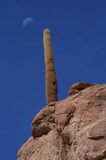 Cactus - Atacama - Chile