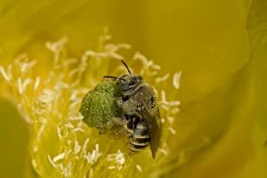 Images Dated 19th April 2007: Cactus Bee on Prickly Pear Blossum (Oppuntia spp) - Arizona, USA - Sonoran Desert - Collecting