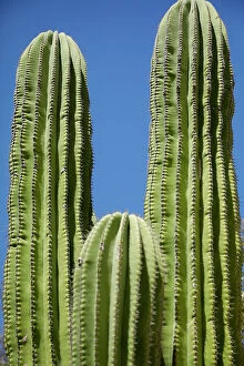 Baja Gallery: Cactus. Cabo San Lucas, Mexico