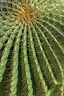 Latest images December 2016 Gallery: Cactus close up