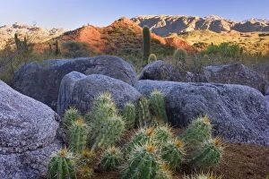 Cactus Desert - arid landscape with huge granite