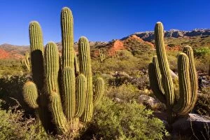 Images Dated 4th May 2010: Cactus Desert - arid mountainous landscape with