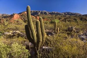 Cactus Desert - arid mountainous landscape with
