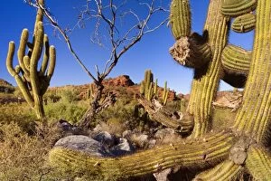 Images Dated 4th May 2010: Cactus Desert - arid mountainous landscape with
