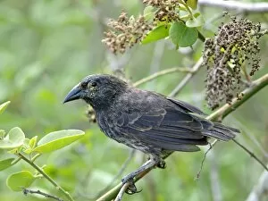 Images Dated 23rd September 2010: Cactus Finch