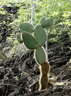Galapagos Cactus Print - Ecuador. Art Prints, Posters & Puzzles from Ardea