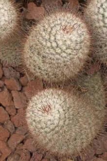 Cactus IUCN Vulnerable