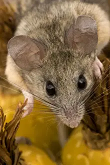 Mouse Prints: Cactus Mouse - Close-up of face