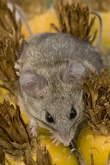 Cactus Mouse - Habitat is rocky outcroppings with cactus or yucca stands - Needs less water than most other North American Peromyscus species - May nest in clumps of cactus- among rocks or in abandoned burrows of other animals. Arizona, USA
