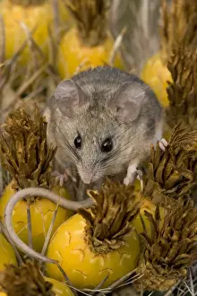 Cactus Mouse - Habitat is rocky outcroppings with cactus or yucca stands - Needs less water than most other North American Peromyscus species - May nest in clumps of cactus- among rocks or in abandoned burrows of other animals. - Arizona, USA