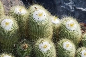 Images Dated 21st July 2006: Cactus - Notocactus leninghausii