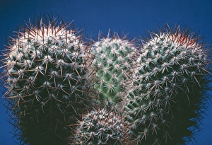 Images Dated 9th February 2011: Cactus PPG 1129 South America Notocactus mammulosus © Pascal Goetgheluck / ardea.com
