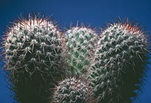 Cactus PPG 1129 South America Notocactus mammulosus © Pascal Goetgheluck / ardea. com