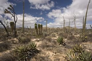 The cactus-rich part of the Sonoran desert