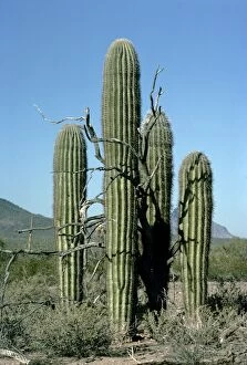 Cactus - Saguaro around dead nurse tree