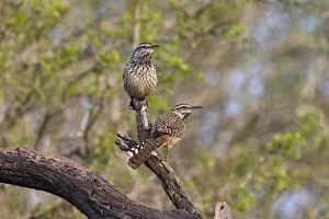 Images Dated 28th March 2008: Cactus Wren