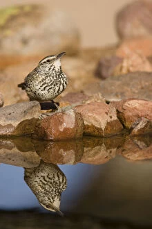 Images Dated 9th February 2010: Cactus Wren, Campylorhynchus brunneicapillus