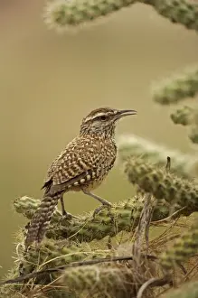 Cactus Wren - In Cholla cactus (Opuntia spp. )-Often nests in cactus to avoid predators-Builds globular nests with sticks and grass-Largest wren-Found in open-arid brushland or desert-Feeds on insects