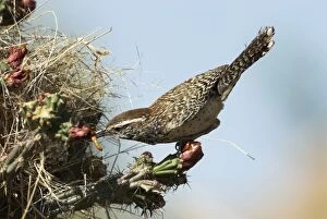 Images Dated 27th April 2007: Cactus Wren About to enter nest with food Sonoran Desert, Arizona