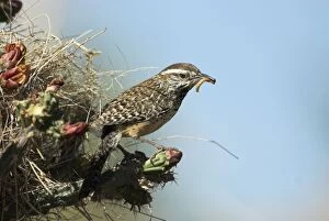 Cactus wren - at entrance to nest with food in bill