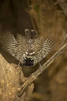 Images Dated 10th July 2008: Cactus Wren - Female engaging in mating behavior - Arizona - USA