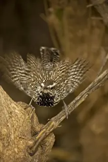 Wren Prints: Cactus Wren - Female engaging in mating behavior - Arizona - USA