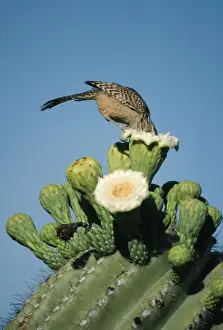 Wren Prints: Cactus Wren FG 4403 On a Saguaro Campylorhynchus brunneicapillus © Francois Gohier / ARDEA LONDON