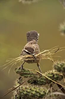 Cactus Wren - gathering materials to build nest in Cholla cactus (Opuntia spp)
