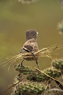 Cholla Cactus
