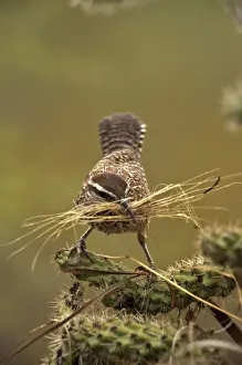 Cactus Wren - Gathering materials to build nest in Cholla cactus (Opuntia spp. )-Often nests in cactus to avoid predators-Builds globular nests with sticks and grass-Largest wren-Found in open-arid brushland or desert-Feeds on insects
