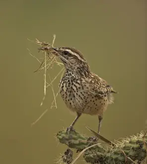 Cactus Wren - Gathering materials to build nest in Cholla cactus (Opuntia spp. )-Often nests in cactus to avoid predators-Builds globular nests with sticks and grass-Largest wren-Found in open-arid brushland or desert-Feeds on insects