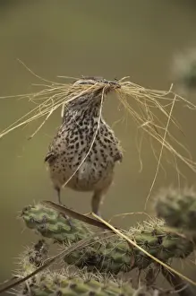Cactus Wren - Gathering materials to build nest in Cholla cactus (Opuntia spp. )-Often nests in cactus to avoid predators-Builds globular nests with sticks and grass-Largest wren-Found in open-arid brushland or desert-Feeds on insects