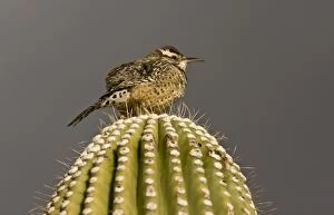 Brunneicapillus Gallery: Cactus Wren - on Giant Cactus (Saguaro)