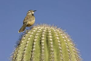 Images Dated 21st March 2005: Cactus Wren - On the lookout on a Giant Saguaro