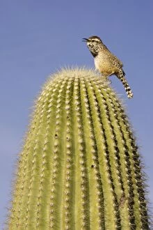 Brunneicapillus Gallery: Cactus Wren - On the lookout on a Giant Saguaro